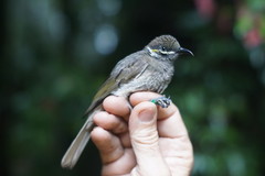Bolemoreus hindwoodi