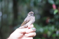 Bolemoreus hindwoodi