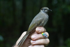 Bolemoreus hindwoodi