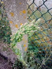 Lactuca serriola