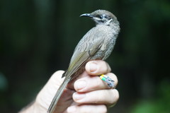 Bolemoreus hindwoodi