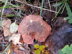 Xerocomellus cisalpinus