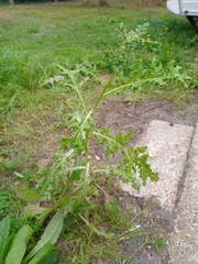 Cirsium arvense