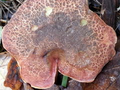 Xerocomellus cisalpinus