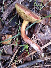 Xerocomellus cisalpinus