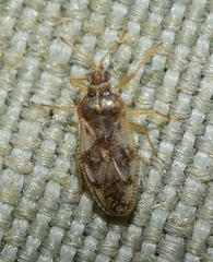 Monosteira unicostata