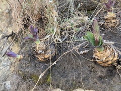 Merwilla plumbea