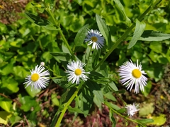 Erigeron annuus