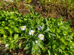 Erigeron annuus