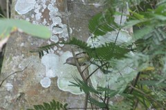 Phyllastrephus flavostriatus