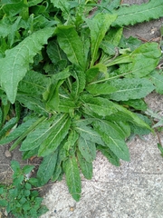 Helminthotheca echioides