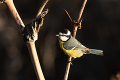 Cyanistes teneriffae degener