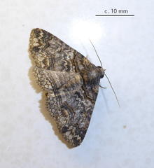 Pericyma atrifusa