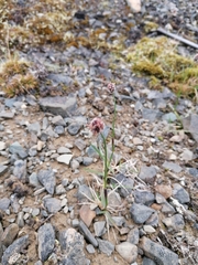 Alopecurus magellanicus