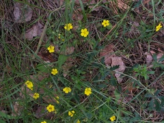 Potentilla collina