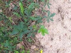 Potentilla collina