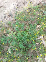 Potentilla collina