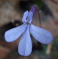 Lobelia dichroma