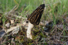 Morchella australiana