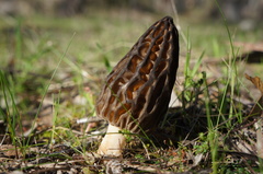 Morchella australiana