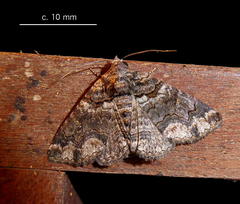 Pericyma atrifusa