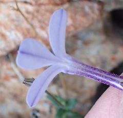 Lobelia dichroma