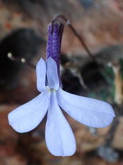 Lobelia dichroma