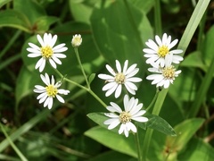 Aster panduratus