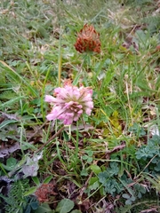 Trifolium pratense