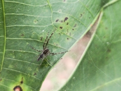 Dendrolycosa