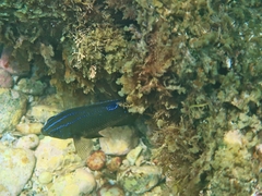 Parma oligolepis