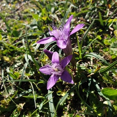 Gentianella austriaca