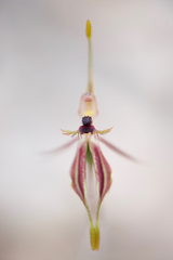 Caladenia plicata