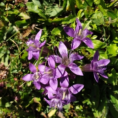 Gentianella austriaca