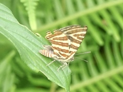 Cigaritis lohita