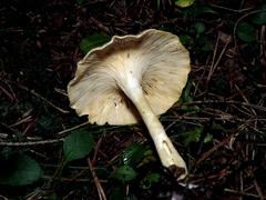 Singerocybe phaeophthalma