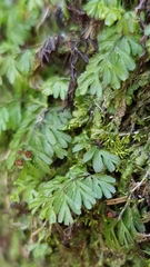 Hymenophyllum cupressiforme