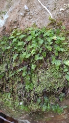Hymenophyllum cupressiforme