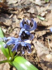 Antherospora scillae