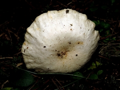 Singerocybe phaeophthalma