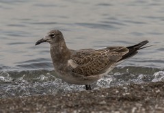Leucophaeus atricilla