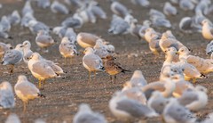 Leucophaeus atricilla