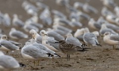 Leucophaeus atricilla