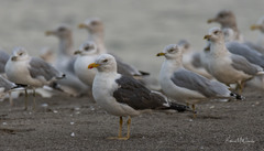 Larus fuscus
