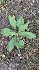 Magnoliopsida