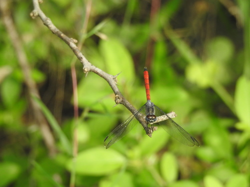 Photo of Asian Blood Tail (Lathrecista asiatica)
