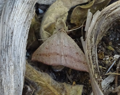 Palaeaspilates inoffensa