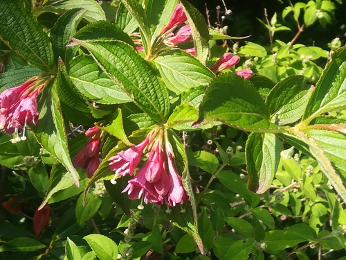 Image of Weigela Floribunda (Weigela floribunda) by (c) harum.koh, some rights reserved (CC BY-SA)