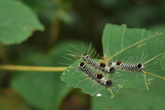 Euproctis kanshireia