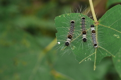 Euproctis kanshireia